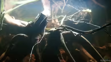 Energy Of Rio Negro, nicht mehr existent von Alex S