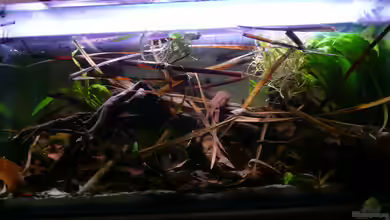 Enigmatochromis II von Cichlid Power