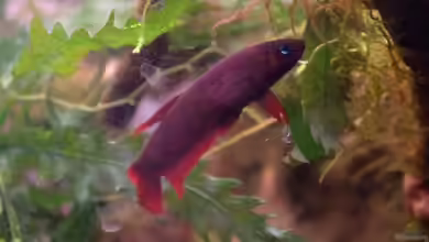 Enter the Jungle (nur noch als Beispiel) von Dominik