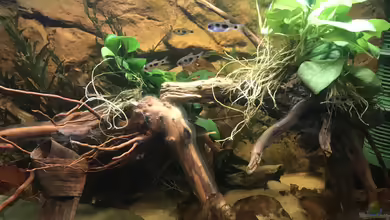 Enteromius hulstaerti Biotop von Bessey