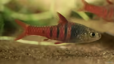 Enteromius jae im Aquarium halten