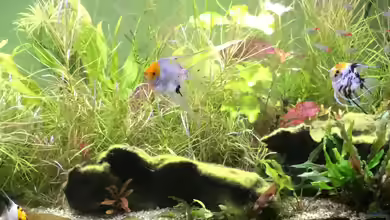 Entlich was halbwegs schönes von mina