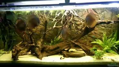 Erfüllter Traum(nur noch als Beispiel) von Ottche