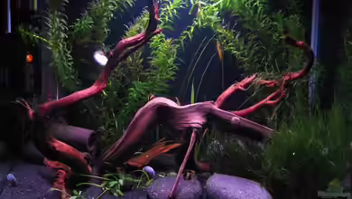 Erinnerung von max-sonic