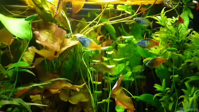 erster Versuch ... von mira13