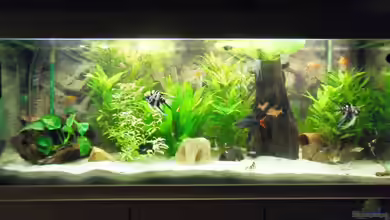 Erstes Aquarium von Aquarianer2001