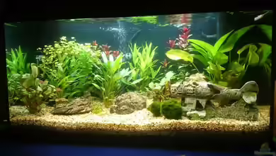 erstes aquarium von neuling