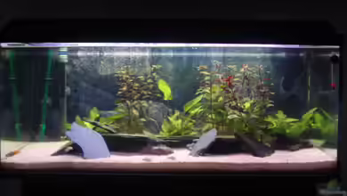 Erstes Becken von Obsera