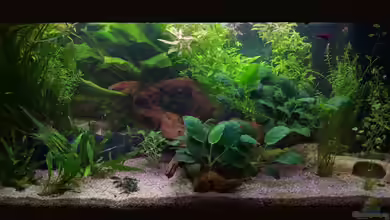 Erstes Eigenes Aquarium Juwel Rekord 800 von Nicu