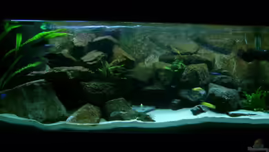 Erstes Malawi von Gallireya Reef