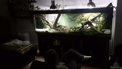 erstes Südamerika Aquarium von seb