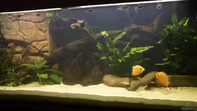 Erstes Südamerika-Becken von Birkenzeisig