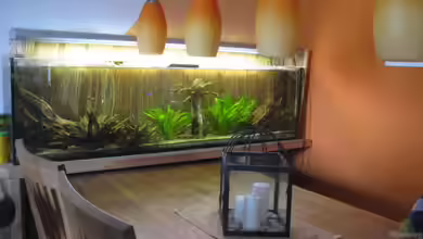 Esstischbecken von Andrea