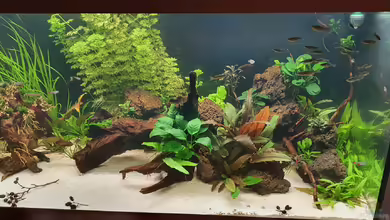 Esszimmerbecken von Nietzus