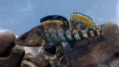 Etheostoma caeruleum im Aquarium halten