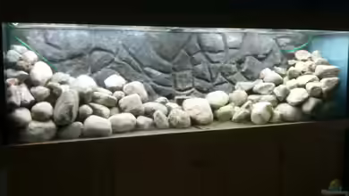 Ether`s Mbuna 600L von Ether1986