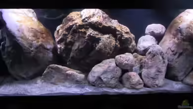 etwas größere Malawi Pfütze von Hörnchen