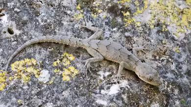 Europäischer Nacktfingergecko: Mediodactylus kotschyi im Terrarium halten