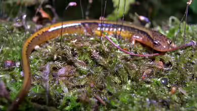 Eurycea bislineata im Terrarium halten