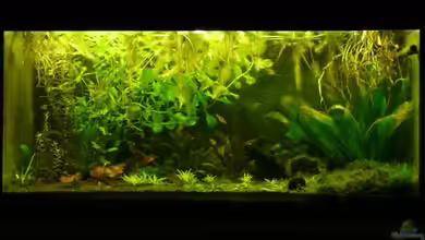 Ex-112L von Leinad78