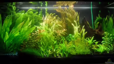 existiert in der Form nichtmehr von Peter S.