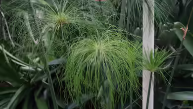 Exotischer Blickfang am Gartenteich: Das Papyrus-Gras (Cyperus papyrus)