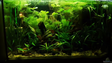 Fadenfisch- Stube von Fischkopp83