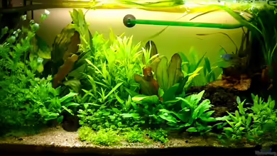 Fadenfischbecken von Fischdoktor