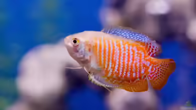 Fadenfische im Aquarium: Haltung, Arten, Verhalten und Pflege