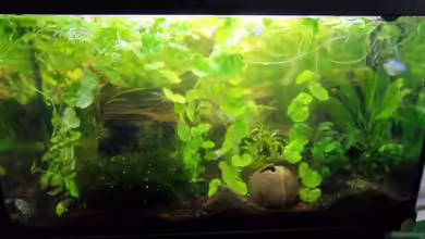 Fadenfischwelt von Specter