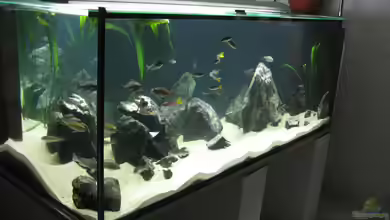 Fadenmaulbrüter-Tank von Andi*Sehlde