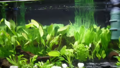 Family Relaxpoint von Papa D.J.