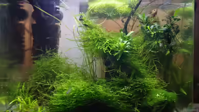 Fantas World von Stoner