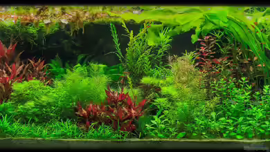 Farbträume von Ralf64