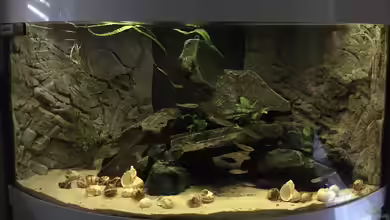 Felsenzone von fotto