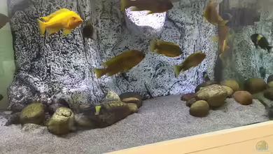 Felsklippen Tankanijka von Marcbow