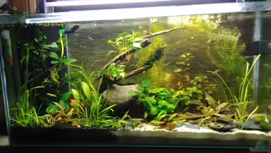 Fensterbank von Miss Kasimir