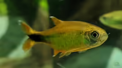 Fernseher von Ameisenalex