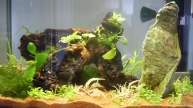 ferplast Cayman 40 classic von steffen9