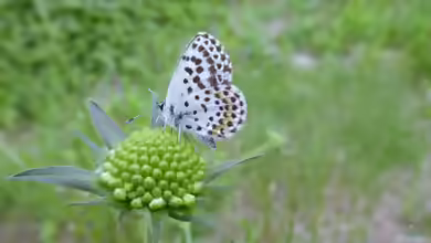 Fetthennen-Bläuling im Garten