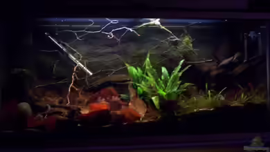 Feuerwasser / Nur noch Beispiel / von Didi