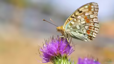 Feuriger Perlmutterfalter im Garten