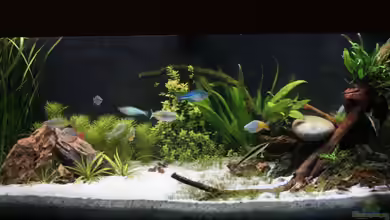First Aquascap von David B