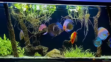 First Diskus von First Diskus