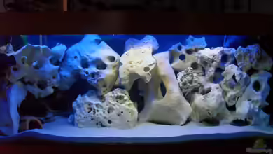 First Malawi 240l Mbuna von Crashdragon