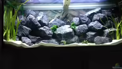 First Malawitank von Vin