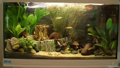 First Try - ein kleiner Hauch von Südamerika von *Thorsten*