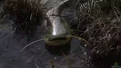 Fisch des Jahres 2026: Europäischer Wels