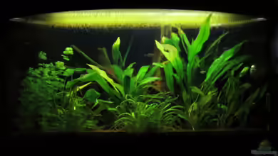 Fischsuppe mal anders Trigon190 Eckbecken von Phantom