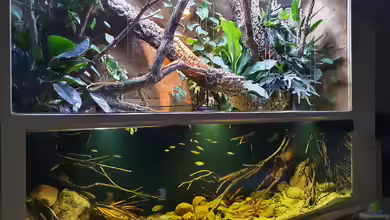 Flooded Forest von Aqua fan